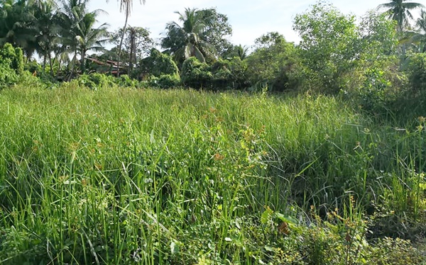 tanah sungai menghulu langkawi untuk di jual